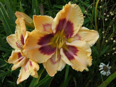 2017_0718Hemerocallis70137.JPG