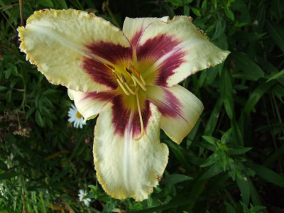 2017_0718Hemerocallis70144.JPG