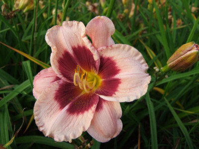 2017_0718Hemerocallis70154.JPG