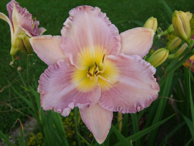 2017_0718Hemerocallis70175.JPG