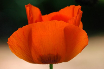 Papaver_5_18-06-2006.jpg