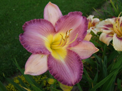 2017_0718Hemerocallis70178.JPG