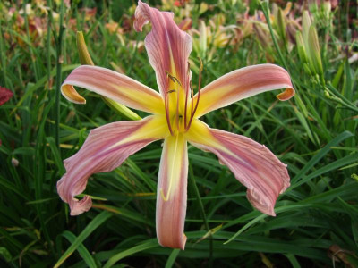2017_0718Hemerocallis70182.JPG