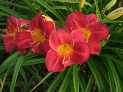 2017_0718Hemerocallis70203.JPG
