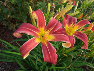2017_0718Hemerocallis70214.JPG