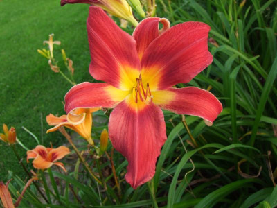 2017_0718Hemerocallis70191.JPG