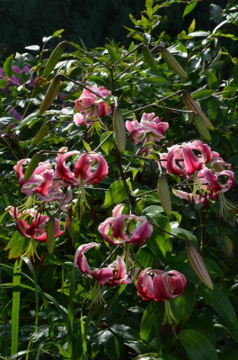Lilium-BlackBeauty.16-1.jpg