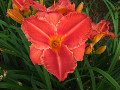 2017_0718Hemerocallis70209.JPG