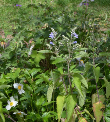 Scutellaria_incana.17-1.jpg