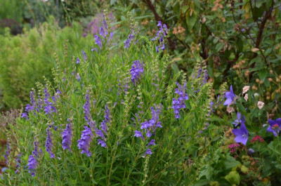 Scutellaria_baicalensis.17-2.jpg