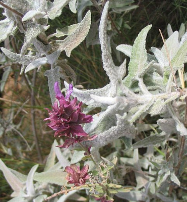 11_Salvia_canariensis.jpg