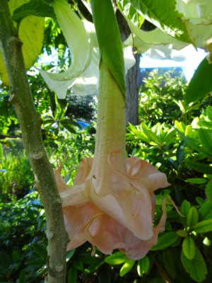 dalens pink amour.JPG