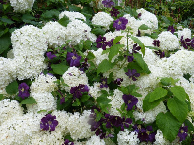 2017-07-20 Annabelle-Clematis 'Warszawa Nike'.jpg