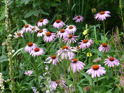 2017-07-20 Echinacea purpurea.jpg
