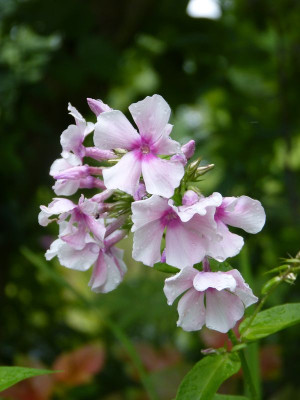 2017-07-20 Phlox ''Fr. Dr. Focke''.jpg