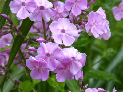 2017-07-20 Phlox Sämling 2.jpg