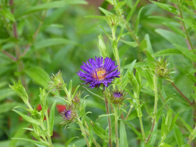 2017-07-20 Aster 'Büchter Nacht'.jpg