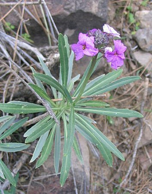 17_Erysimum_scoparium.jpg