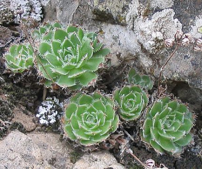18_Saxifraga_oder_was.jpg