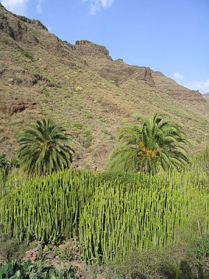 23_Euphorbia_canariensis.jpg