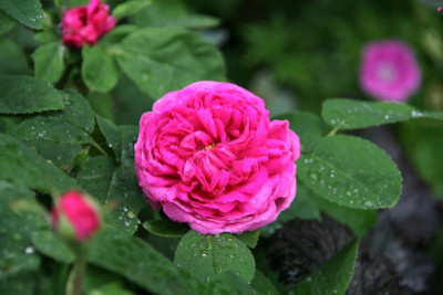 Rose Rose de Resht0115.JPG