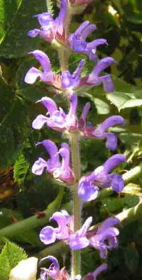 Salvia_transsylvanica2.jpg