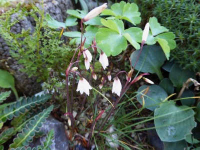Acis autumnalis ...     21.7.17 010.jpg
