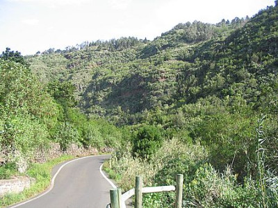 29_im_Lorbeerwald_2.jpg
