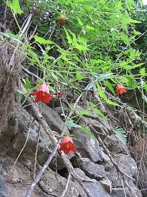 30_Canarina_canariensis_1.jpg