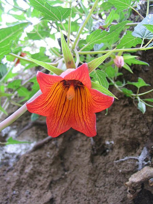 31_Canarina_canariensis_2.jpg