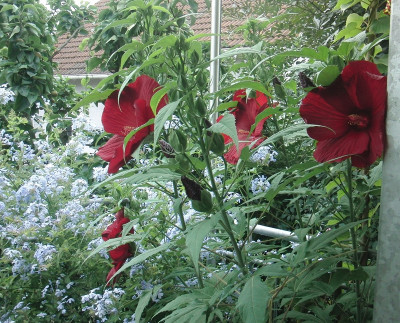 hibiscus my valentine.JPG