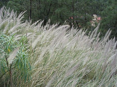 33_Gras_nur_Gras.jpg