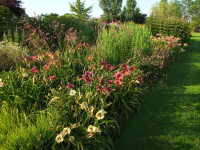 2017_0721Hemerocallis80401.JPG