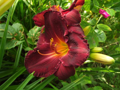 2017_0721Hemerocallis80364.JPG