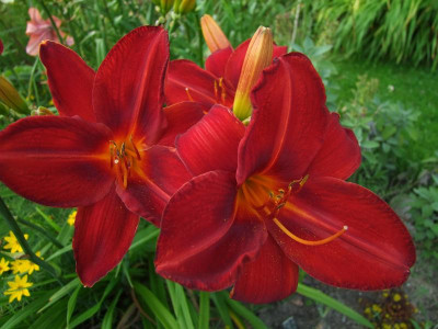 2017_0721Hemerocallis80381.jpg
