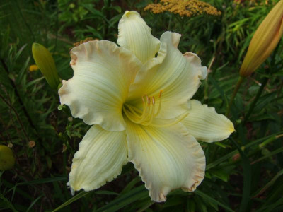2017_0721Hemerocallis80376.JPG