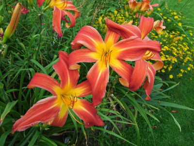 2017_0721Hemerocallis80386.JPG