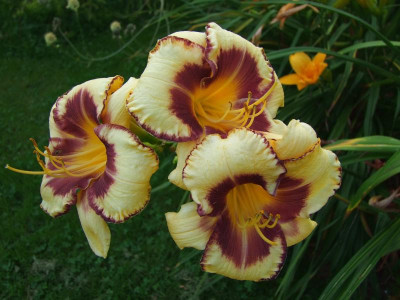 2017_0721Hemerocallis80383.jpg