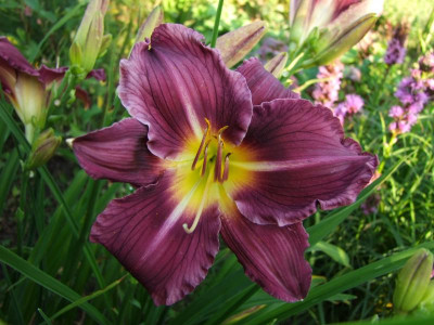 2017_0721Hemerocallis80411.JPG