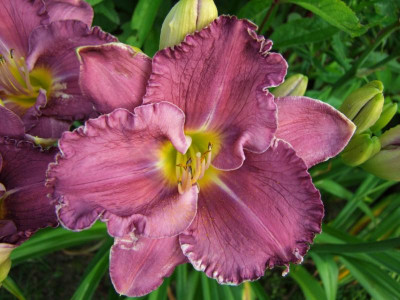 2017_0721Hemerocallis80447.JPG