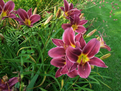 2017_0721Hemerocallis80458.jpg
