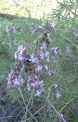 35_Campylanthus_salsoloides.jpg