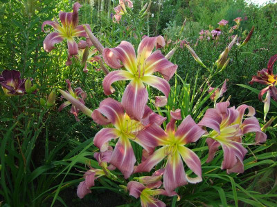 2017_0721Hemerocallis80463.jpg