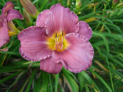 2017_0721Hemerocallis80464.jpg