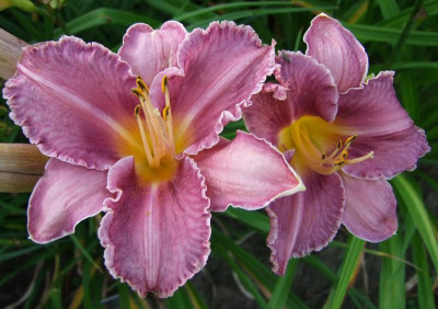 2017_0721Hemerocallis80472.jpg