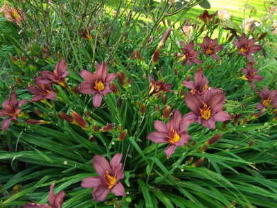 2017_0721Hemerocallis80387.jpg