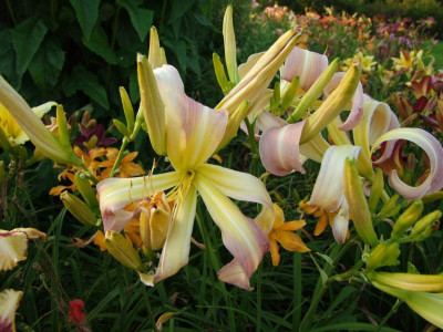 2017_0721Hemerocallis80485.JPG