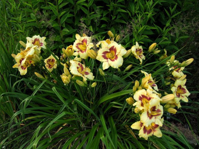 2017_0721Hemerocallis80520.jpg