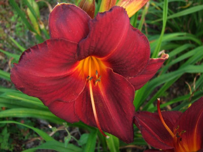 2017_0721Hemerocallis80535.jpg
