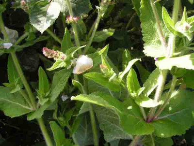 Salvia_transsylvanica3.jpg